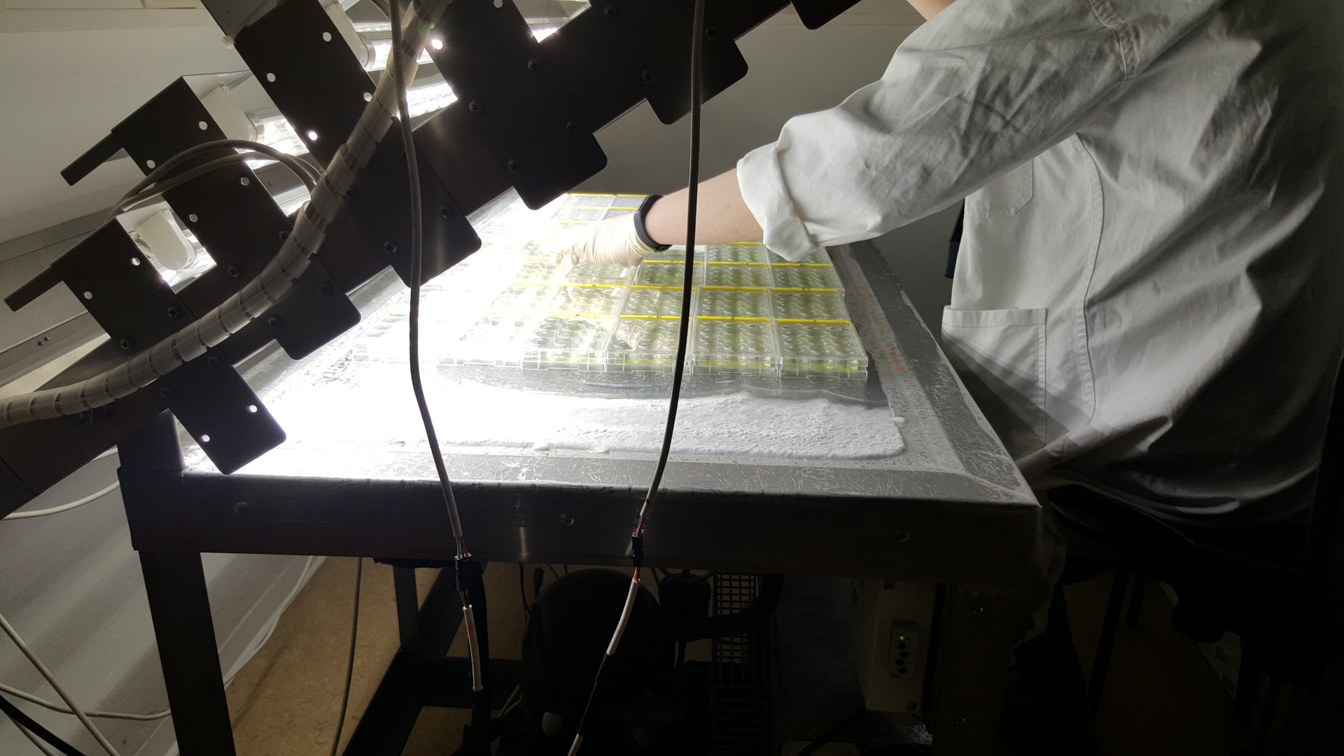 Researcher placing samples on the LightScape GT-1 gradient table under the LED panel