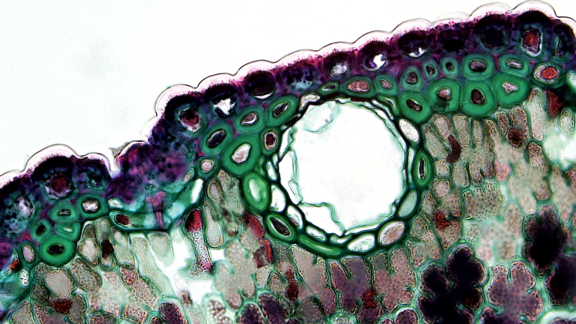 Microscopy of plant cells
