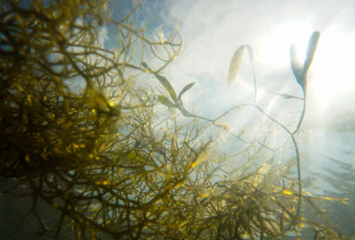 Aquatic algae and early plant life under natural sunlight — the kind of cell and organism biology studied under the LightScape GT-1's artificial light